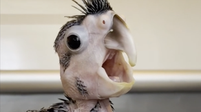 Listen: Adorable baby cockatoos screech, find their jam at Texas zoo